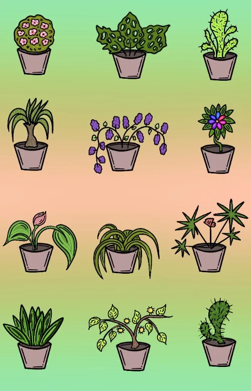 Комнатные цветы