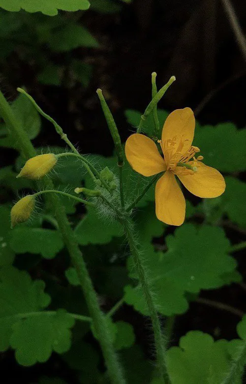 природа цветок